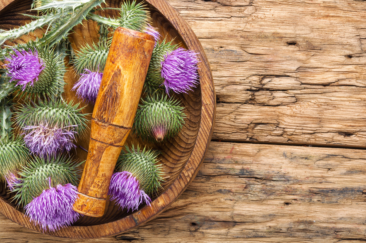 Milk thistle with flowers